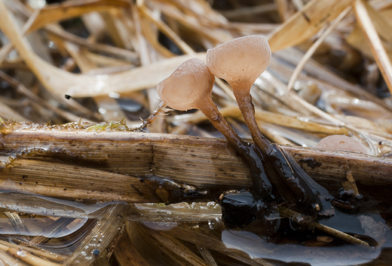 Myriosclerotinia sulcatula